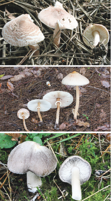 卡斯蒂利亚剧毒蘑菇泛滥          采蘑菇需谨慎