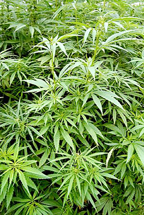 西班牙格拉纳达 “大麻窝”被查