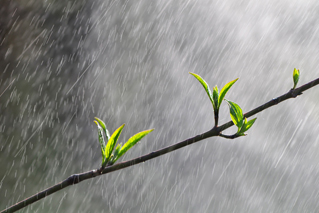 为什么古人说“清明时节雨纷纷”？