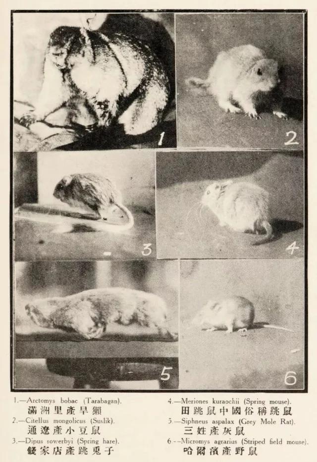 病疫旱獭