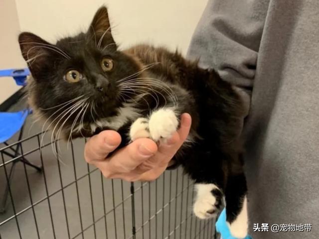 流浪猫拒绝所有人拥抱 “ 钦点 ” 男子作为主人 可把这哥们乐坏了 （组图）