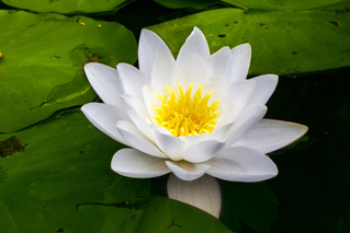 白莲花（公有领域）