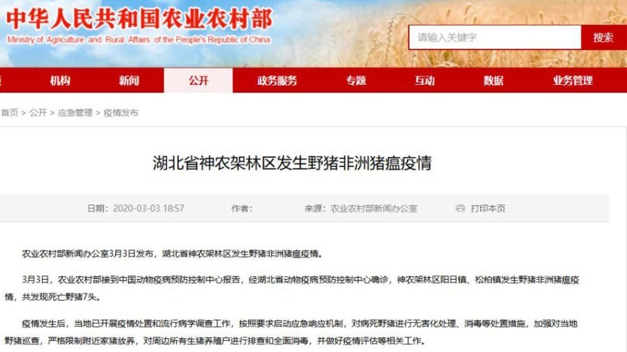 湖北省神农架林区发生猪只感染非洲猪瘟疫情（图片来源：网络截图）