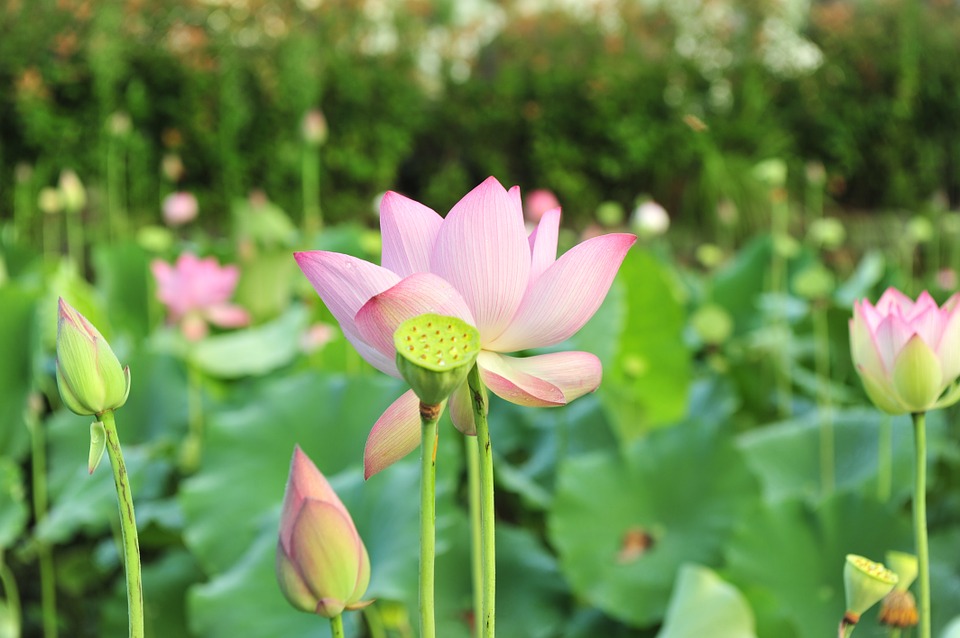 “静则神藏,燥则消亡”。(pixabay)