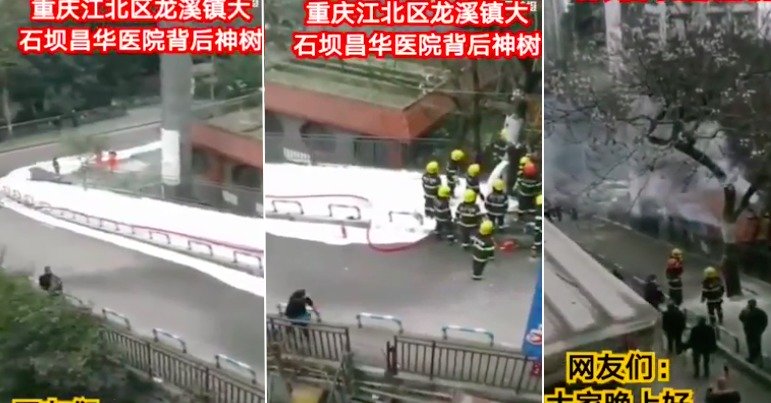 惊传重庆开花大树冒浓烟 树干锯断 “ 白血 ” 成河 (视频/图)