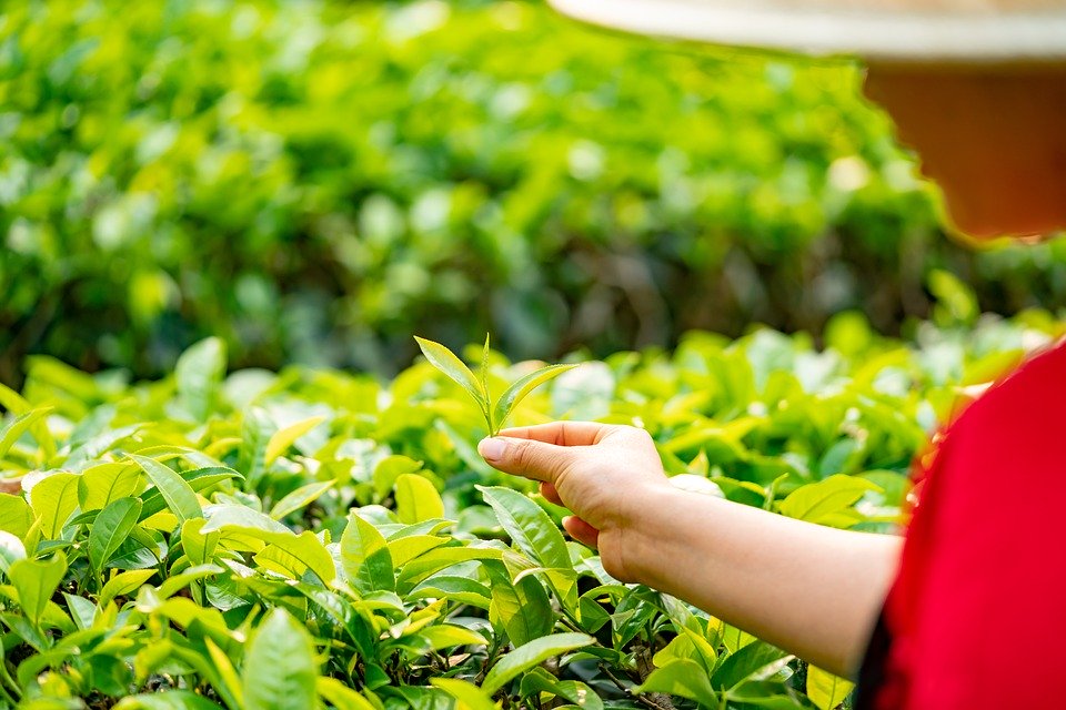 疫情影响全球茶叶供需 茶叶价格上涨 (图)