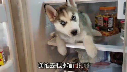 二哈犯错被关进冰箱 主人2个小时后才想起来 打开门后哭笑不得 (组图)