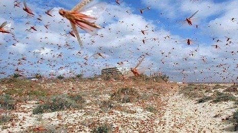 洪患未平蝗虫来 中国东北 “ 虫影密布 ” 官方发紧急通知(视频/图)