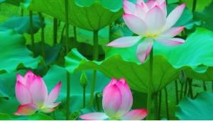 绝望男孩完美蜕变 只因遇见了 “ 她 ”（组图）