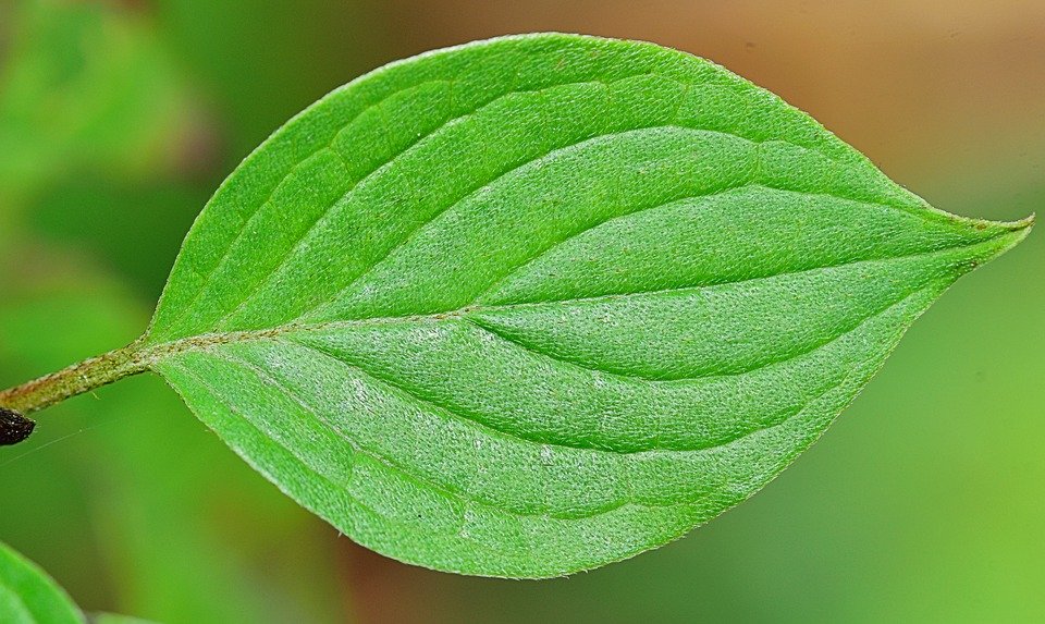 只要心存相信,总有奇迹发生,希望虽然渺茫,但它永存人世。(图片来源:Pixabay)