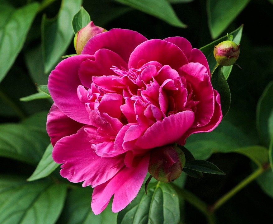 家中可不能随意摆放植物,得具吉祥意义的植物才妥。(图片来源:pixabay)