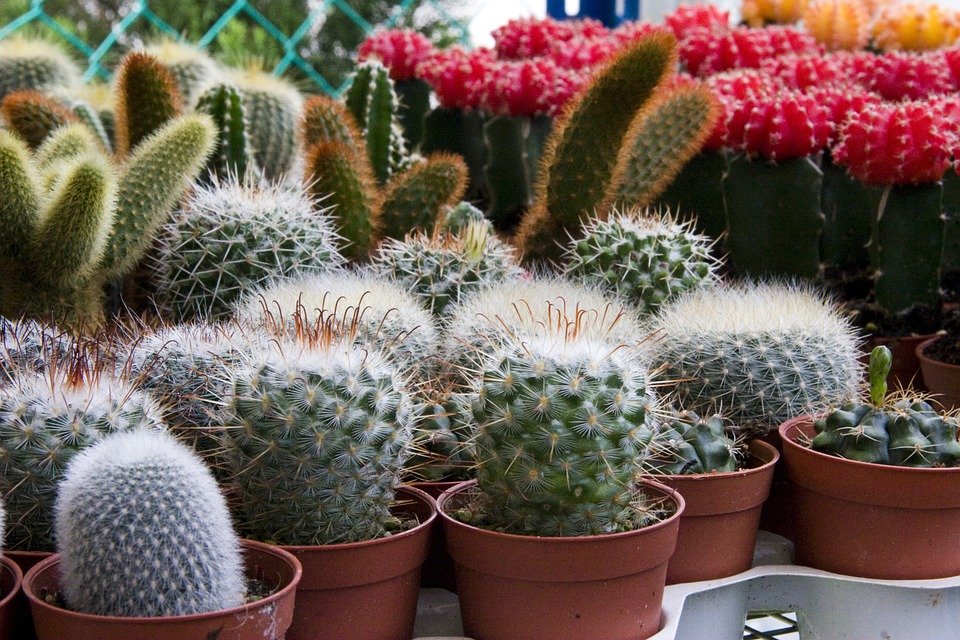 家里这4个地方若有摆放植物 财运兴旺（组图）