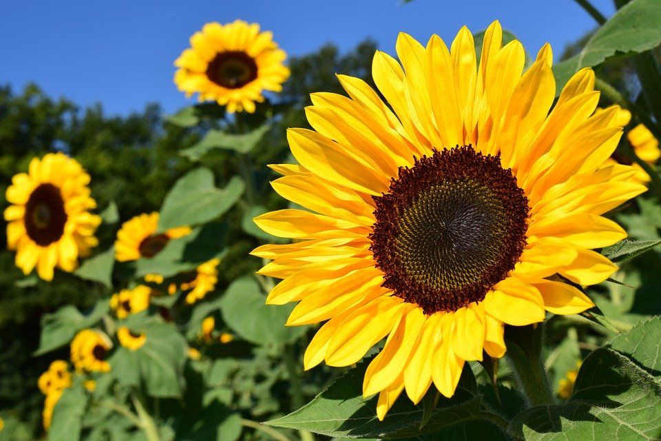 (图片来源:Pixabay)
