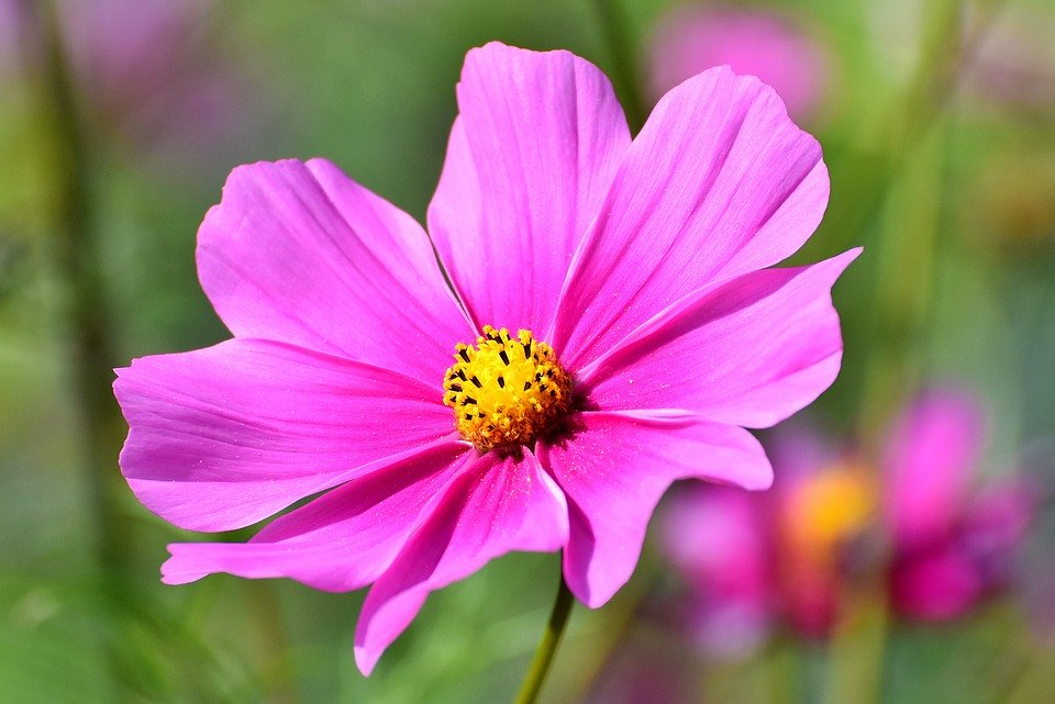 (图片来源:Pixabay)