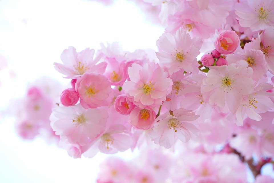 (图片来源:Pixabay)
