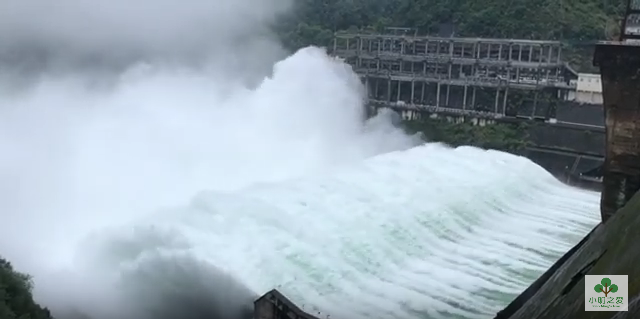浙江千岛湖泄洪 “ 飞鱼 ” 满天 下游民众疯狂捞鱼(组图)