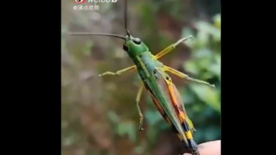 沙漠蝗军未至 云南现竹蝗灾害 502架次无人机难挡(视频/图)