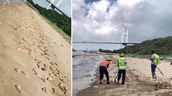 东莞沙滩惊见上万支猪脚及内脏 原因不明 (视频/图)