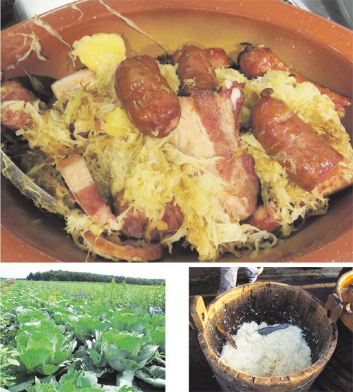 大图:传统阿尔萨斯酸菜卷(Arnaud 25/维基百科CC BY 4.0);左下图:阿尔萨斯地区的卷心菜田(Arnaud 25/维基百科CC BY 4.0);右下图:阿尔萨斯酸菜制作过程((WT-shared) Elgaard /维基百科CC BY-SA 4.0)