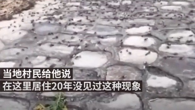 江苏数万螃蟹上岸 天下战事将起 (图/视频)