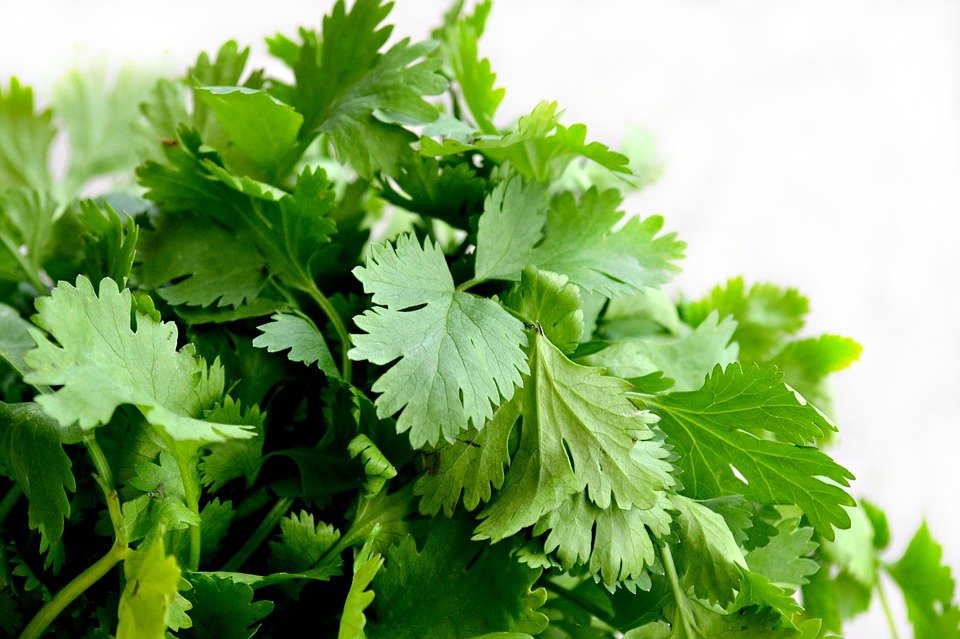 香菜(图片来源:Pixabay)