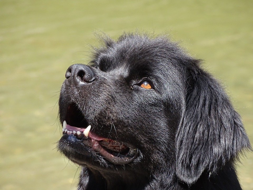 灵犬狂吠引关注  菲律宾男成功救起一名弃婴 (图)