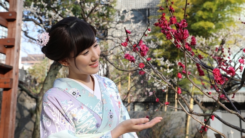 日本上千年 “ 花见文化 ” 赏梅才是主流 (组图)