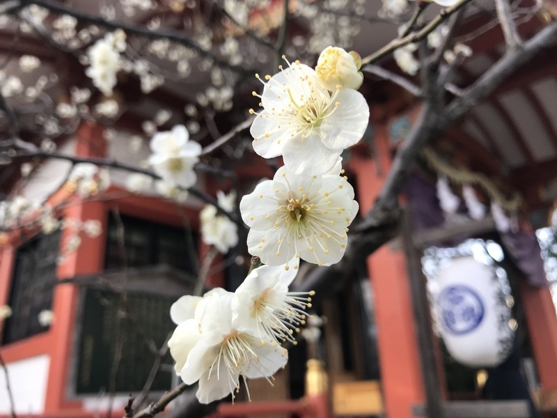奈良时代王公贵族赏花是以赏梅为主流,而非赏樱。