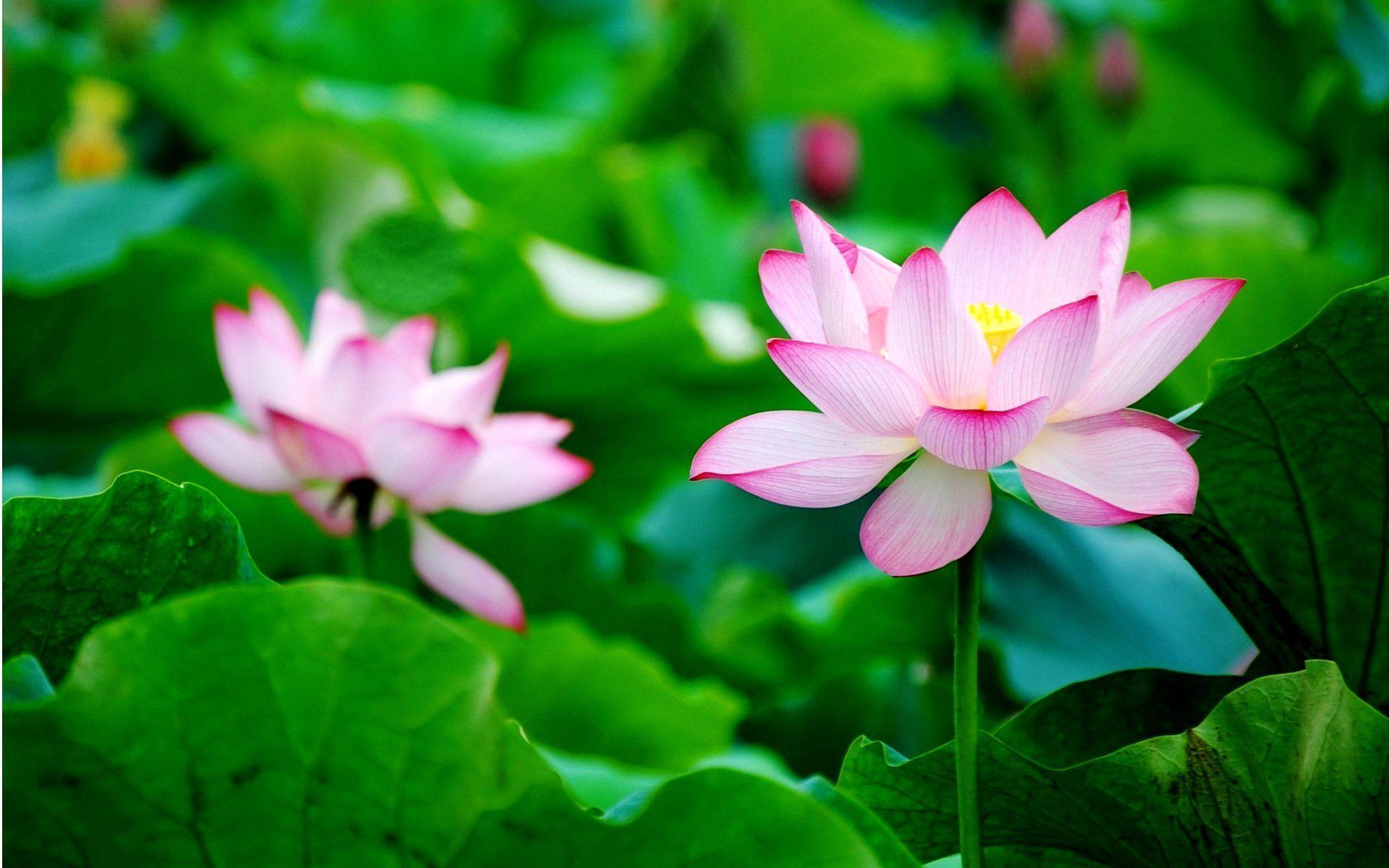 “ 真、善、忍 ” 是法轮功的理念。(图片来源:Pixabay)