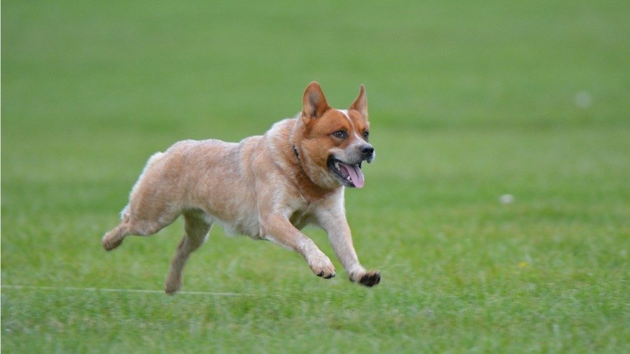 澳洲一只17岁的狗奋勇守护3岁小主人并带她脱离险境。牧牛犬示意图。(图片来源:Pixabay)