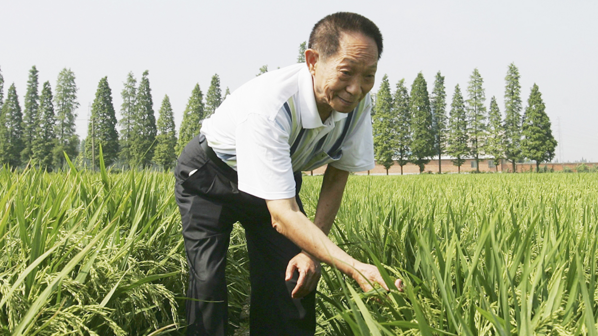 2006年6月，袁隆平在湖南长沙的一片杂交水稻田里。（Guang Niu/Getty Images）