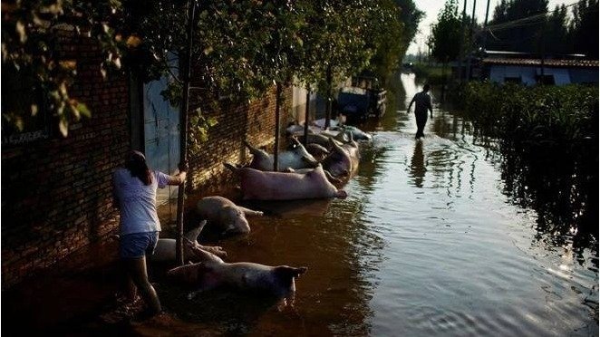 河南开封养殖场被大水冲毁,超6000头猪被淹死漂浮水面。(图片来源:微博)