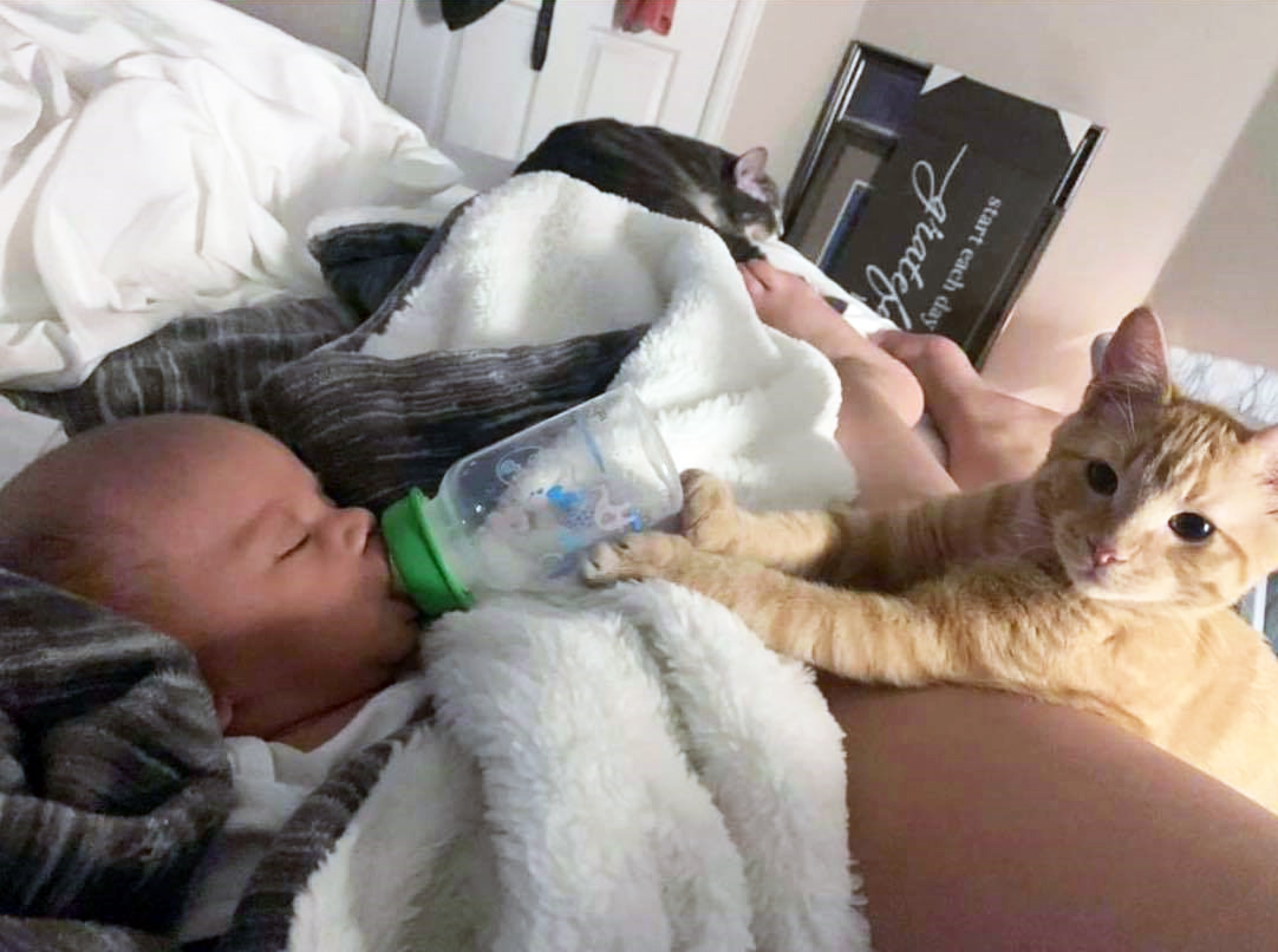 妈妈喂奶睡着,爱猫接手扶奶瓶为宝宝喂奶。
