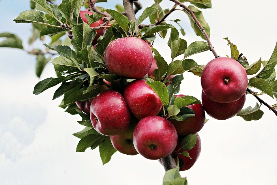 (图片来源:Pixabay)