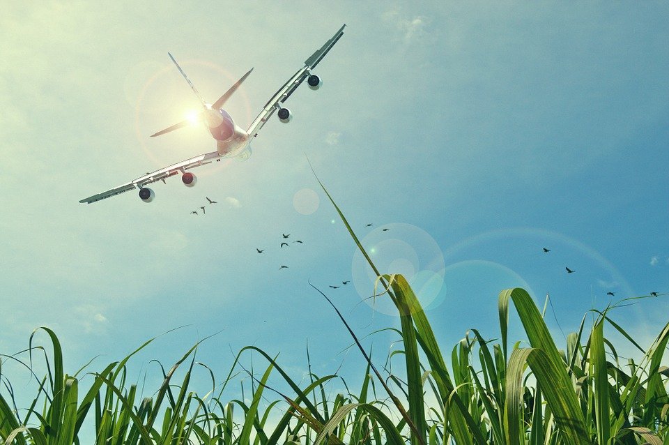 荷兰机场防鸟击 。(图片来源:Pixabay)