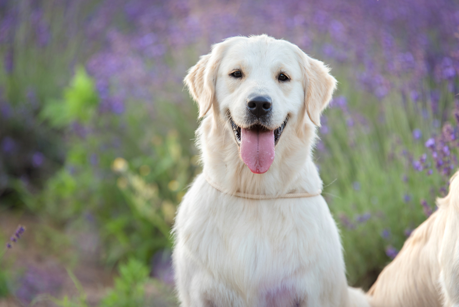 黄金猎犬示意图(123RF)