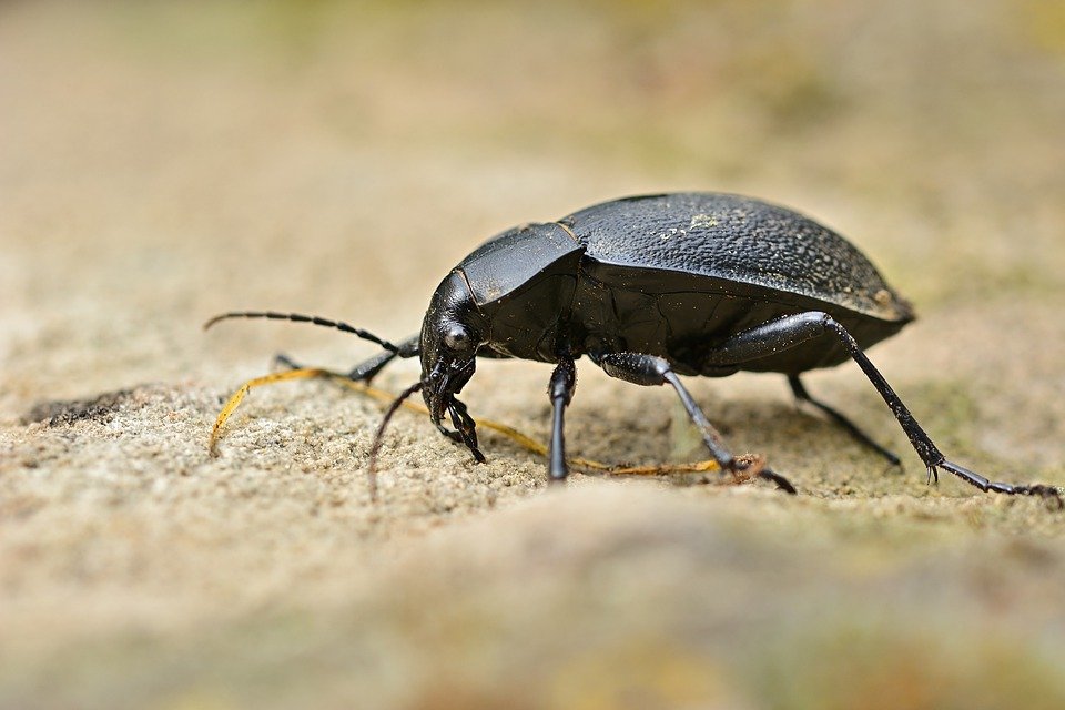 甲虫 (示意图/图片来源:Pixabay)