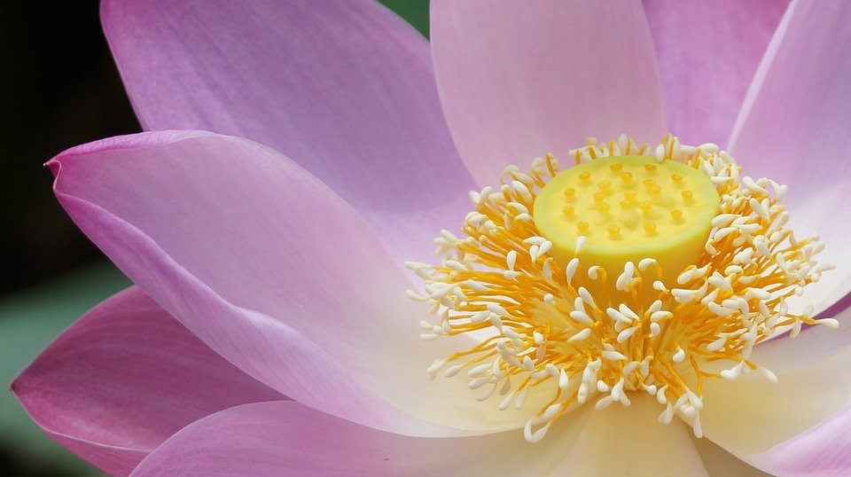 (图片来源:Pixabay)