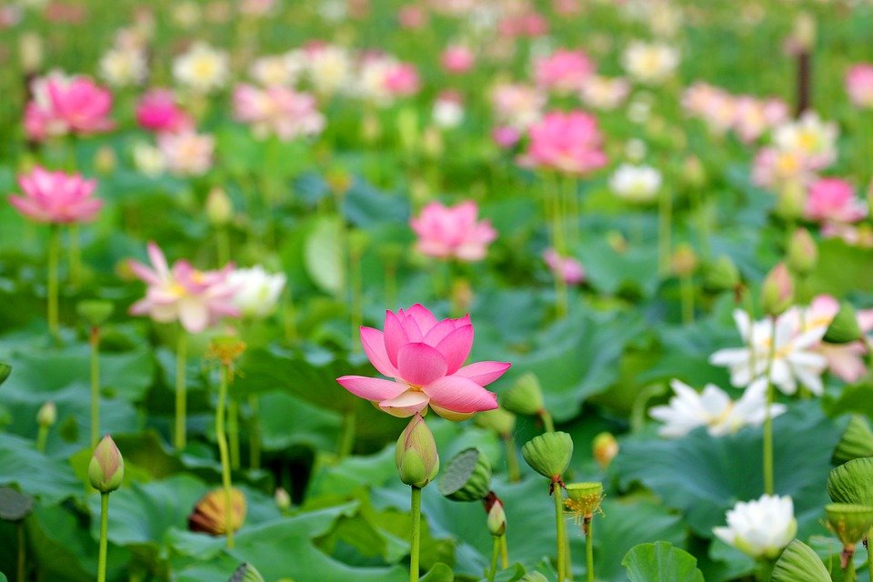 (图片来源:Pixabay)