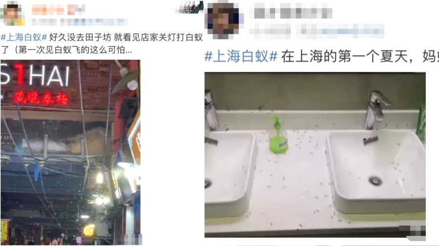 近日许多上海市民反映当地街头出现漫天飞舞的白蚁群。(图片来源:网络截图)