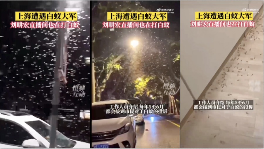 上海白蚁大爆发  市民喊 “ 救命 ” 冲上热搜第一  (视频/图)