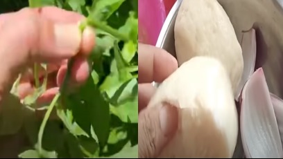 三亚封控民众缺粮惨到吃草  一葱头吃3顿 (图/视频)